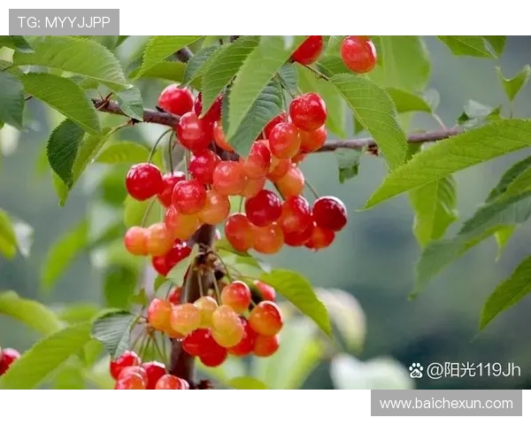 樱桃红红，点亮生活每一帧